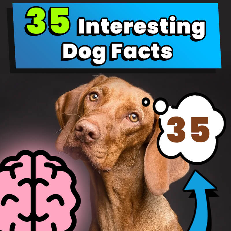 35 Interesting Dog Facts