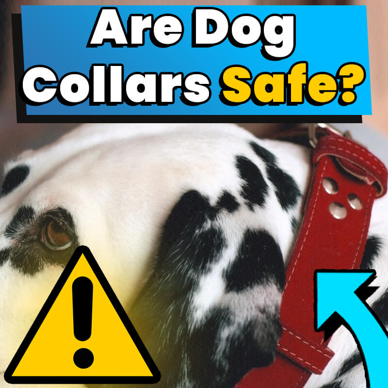 Are Dog Collars Safe
