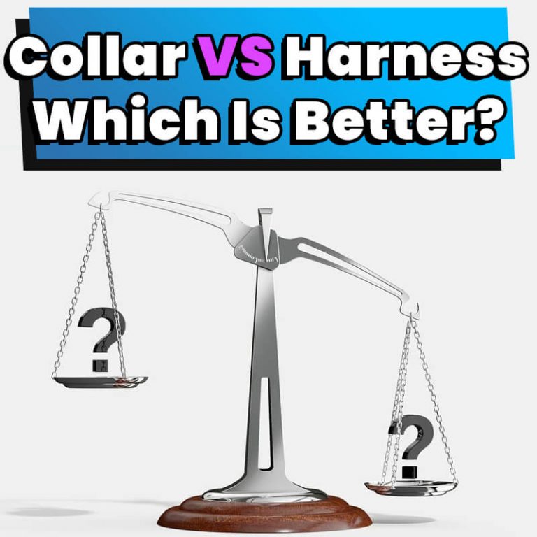 Collar Vs. Harness Which Is Better? Dog Leash Pro