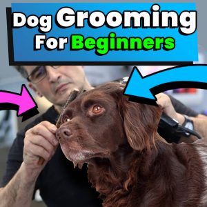 Dog Grooming For Beginners At Home 2