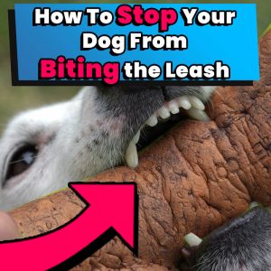 How To Stop Your Dog From Biting the Leash