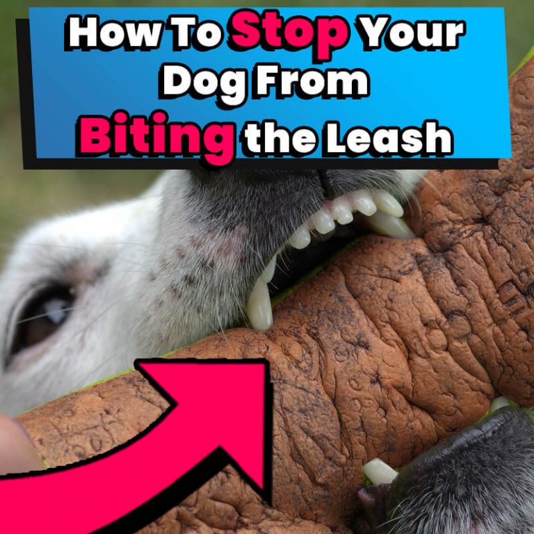 How To Stop Your Dog From Biting the Leash While Walking Dog Leash Pro
