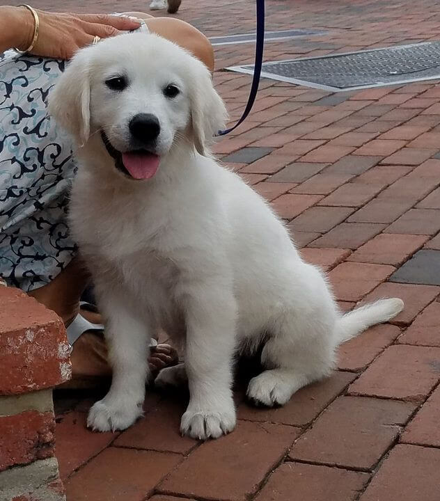 is golden retriever smart