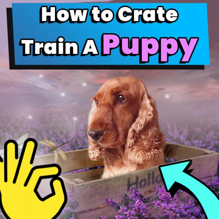 Visual Reference: How To Crate Train A Puppy In 6 Steps