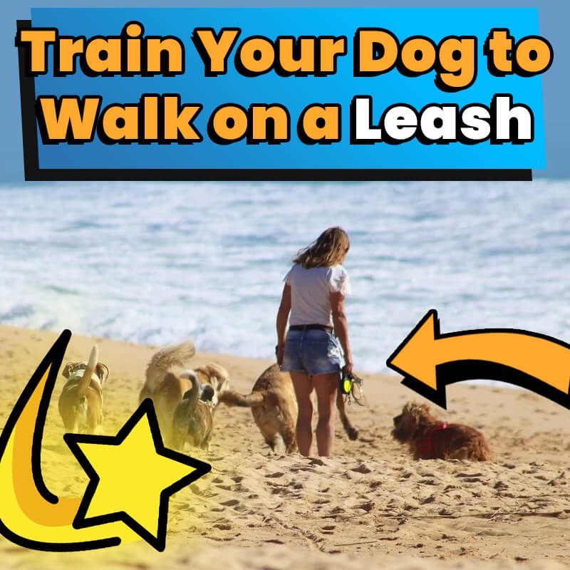How to Train Your Dog to Walk on a Leash 2