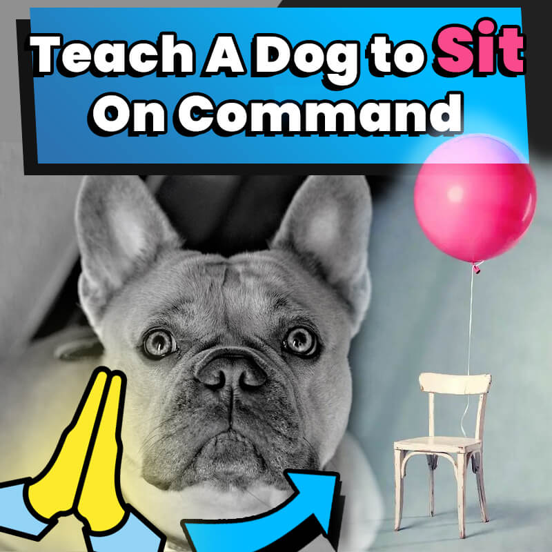 Teach A Dog to Sit On Command
