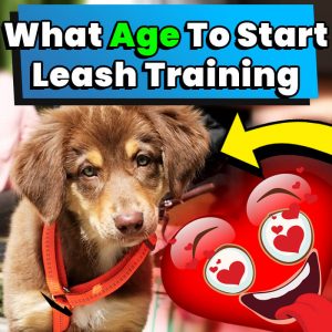 What Age To Start Leash Training
