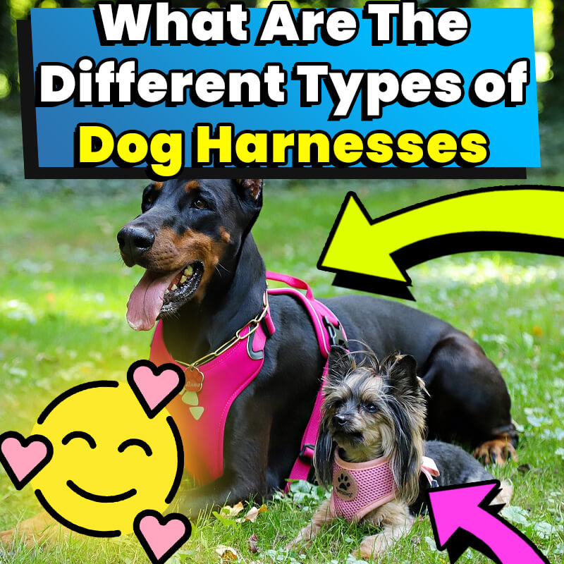 What Are The Different Types of Dog Harnesses 2