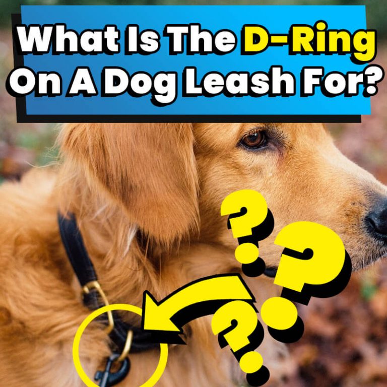 What Is The DRing On A Dog Leash For? Dog Leash Pro