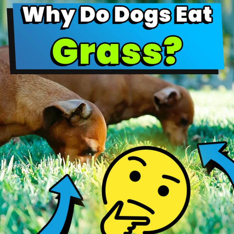 Why Do Dogs Eat Grass? - Dog Leash Pro