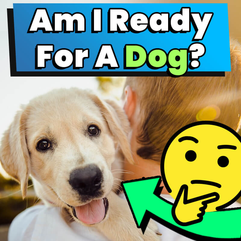 am i ready for a dog
