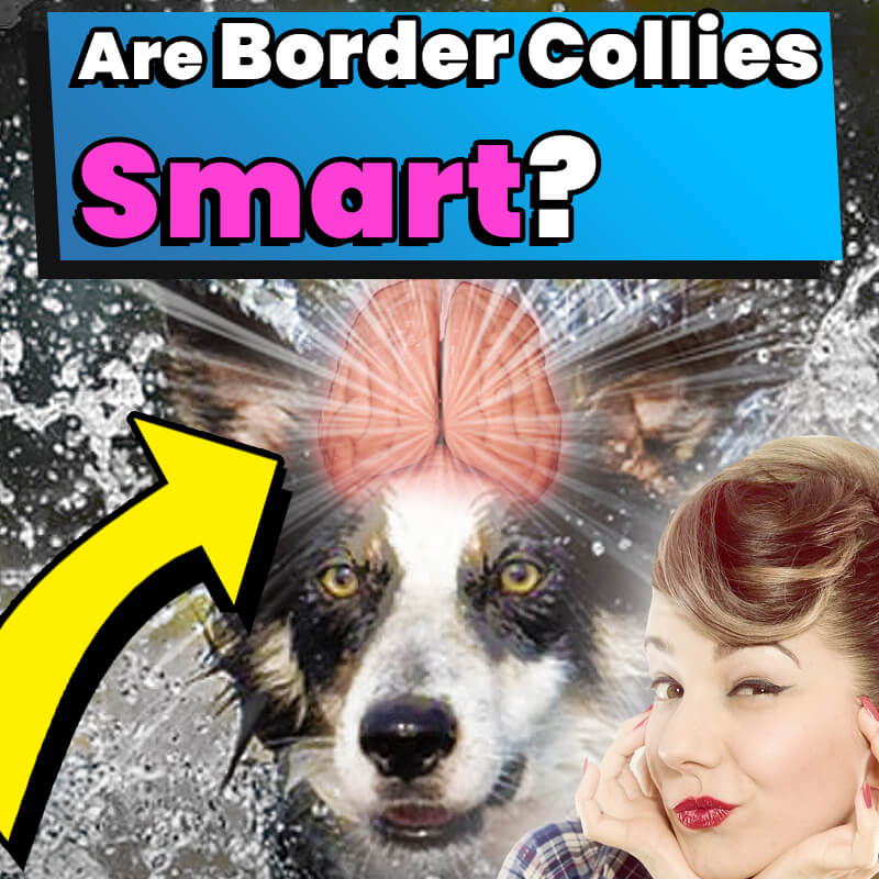 are border collies smart x11