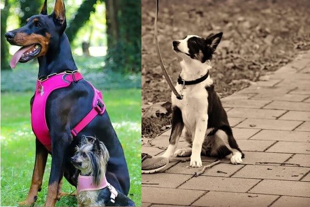 is a dog harness or collar better