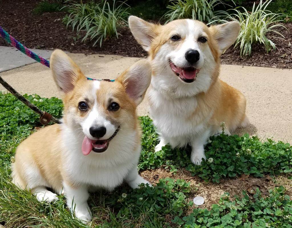 when should you leash train a puppy