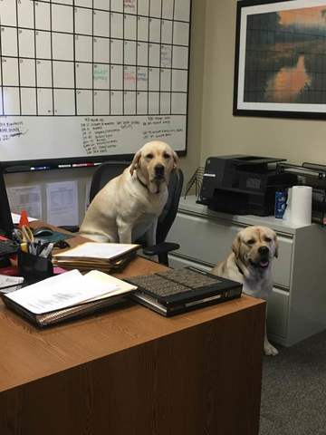 practice, practice, practice how to teach a dog to sit on command