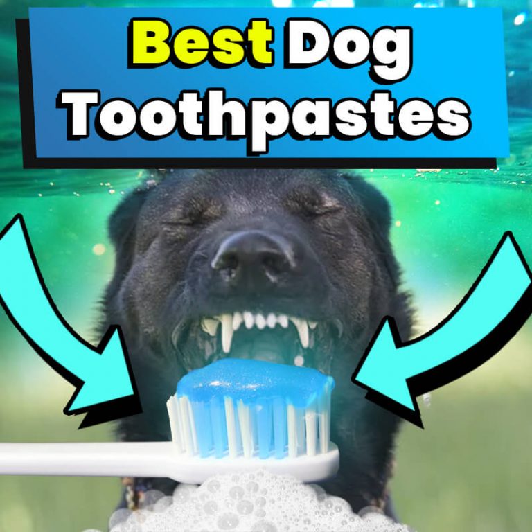 9 Best Dog Toothpastes (2024 Reviews & Top Picks) Dog Leash Pro