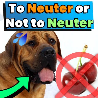 To Neuter or Not to Neuter Your Dog? Pros and Cons - Dog Leash Pro