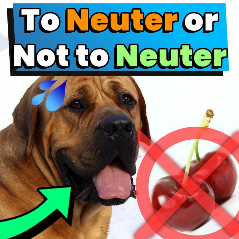 To Neuter or Not to Neuter Your Dog? Pros and Cons Dog Leash Pro