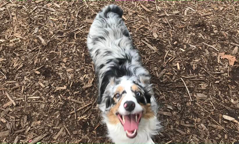 why are border collies so smart