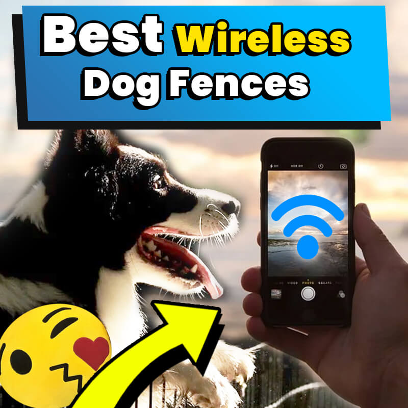 best wireless dog fence