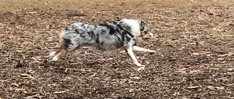 border collie fun facts