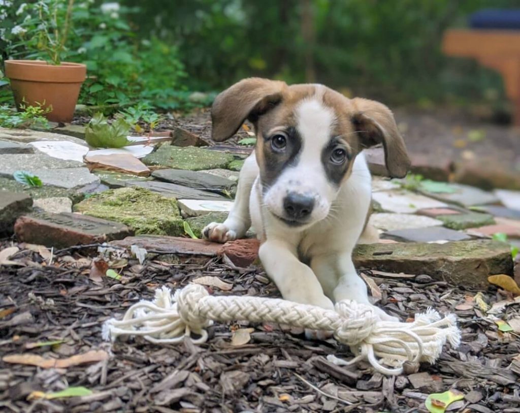 lab mix with interactive dog toys