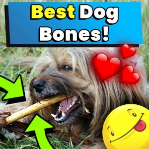 Best Dog Bones