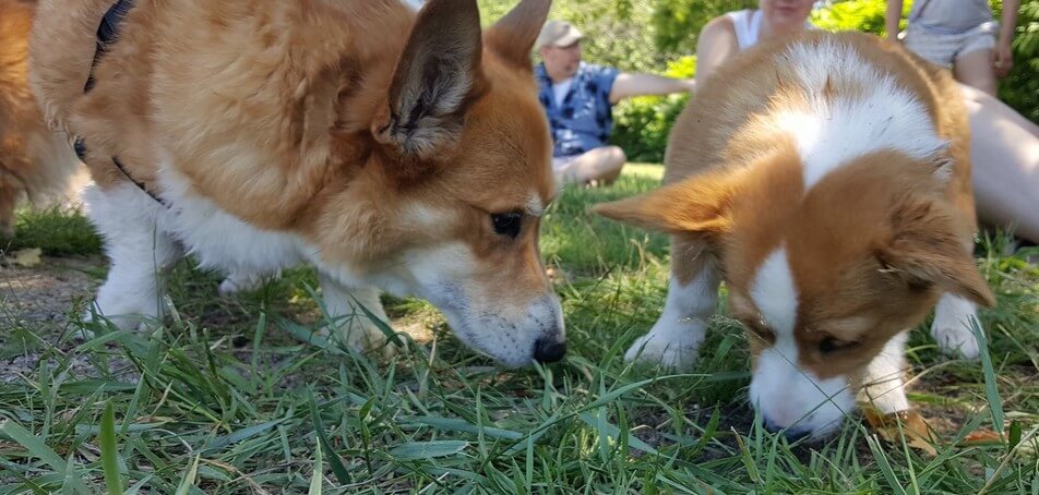 Why Do Dogs Eat Grass