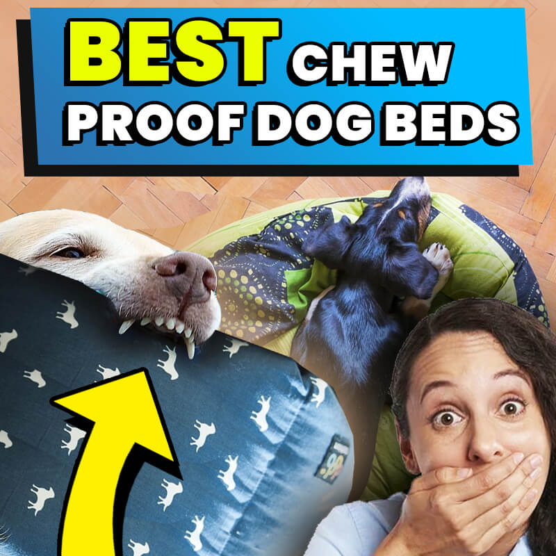 best-chew-proof-dog-beds