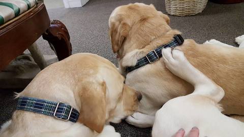 collars yellow lab