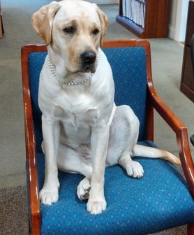 how to teach a dog to sit luring yellow lab