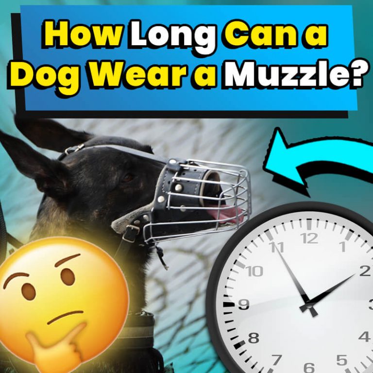 How Long Can A Dog Wear A Muzzle? Dog Leash Pro