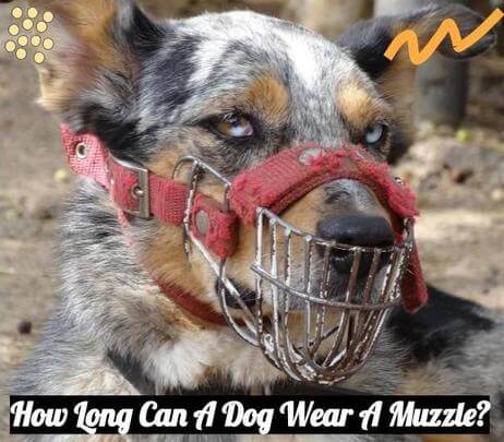 can dogs drink water while wearing a muzzle