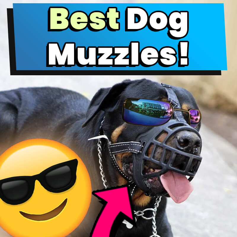 Best Dog Muzzles of 2021 – Reviews and Comparison
