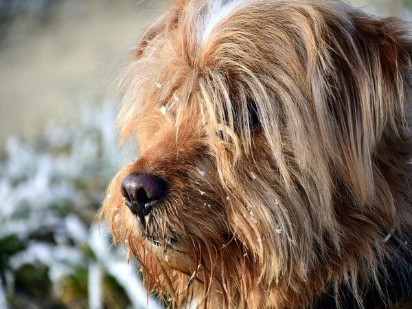 diy dog grooming