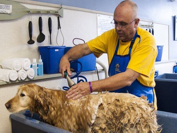 golden poodle grooming