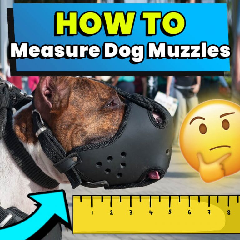 How to Measure A Dog For A Muzzle Dog Leash Pro
