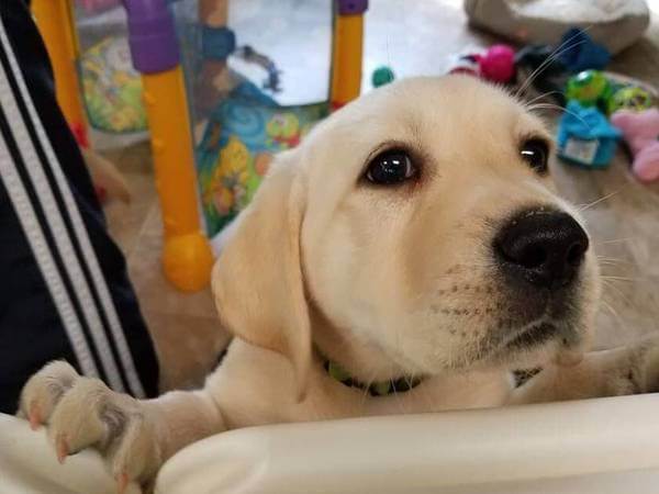 quietest hair clippers yellow lab