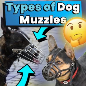 types-of-dog-muzzles