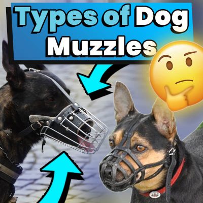 4 Types Of Dog Muzzles - Dog Leash Pro