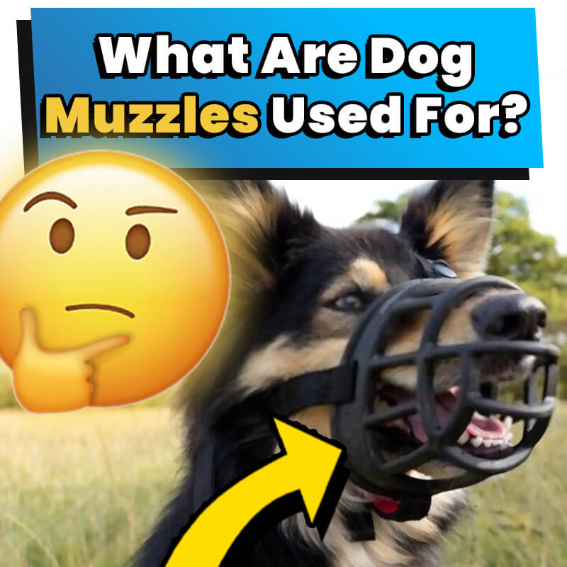 what are dog muzzles used for
