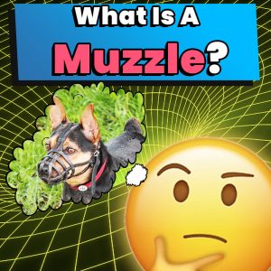 what is a muzzle