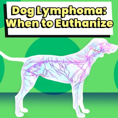 lymphoma euthanize dogleashpro