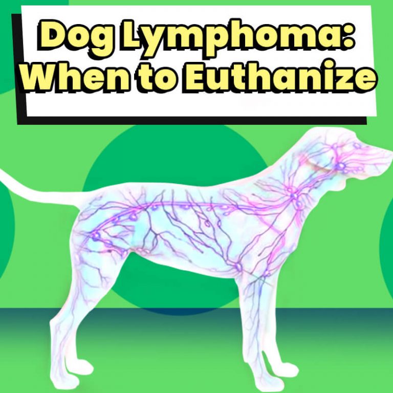 Dog Lymphoma When to Euthanize Dog Leash Pro