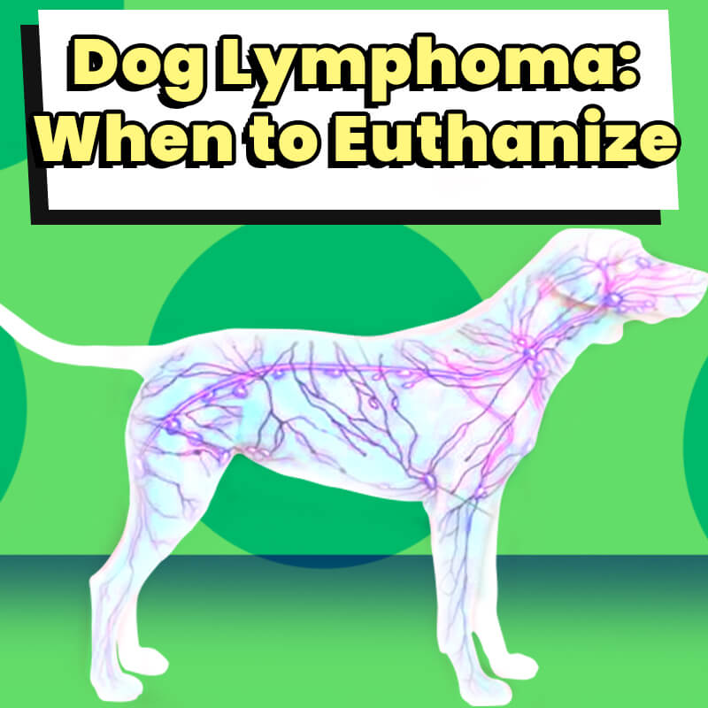 how long can a dog with lymphoma live on prednisone