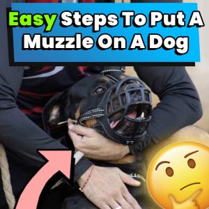 Easy Steps To Put A Muzzle On A Dog