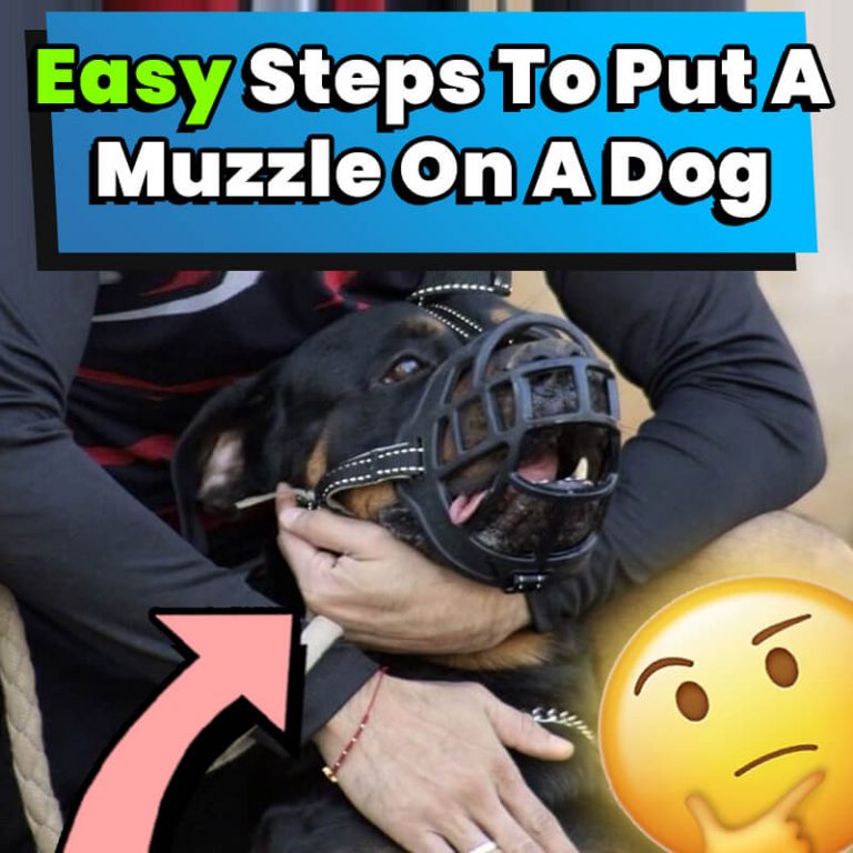 How To Put A Muzzle On A Dog 4 Easy Steps! Dog Leash Pro