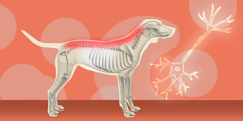 Euthanize-a-Canine-with-Degenerative-Myelopathy