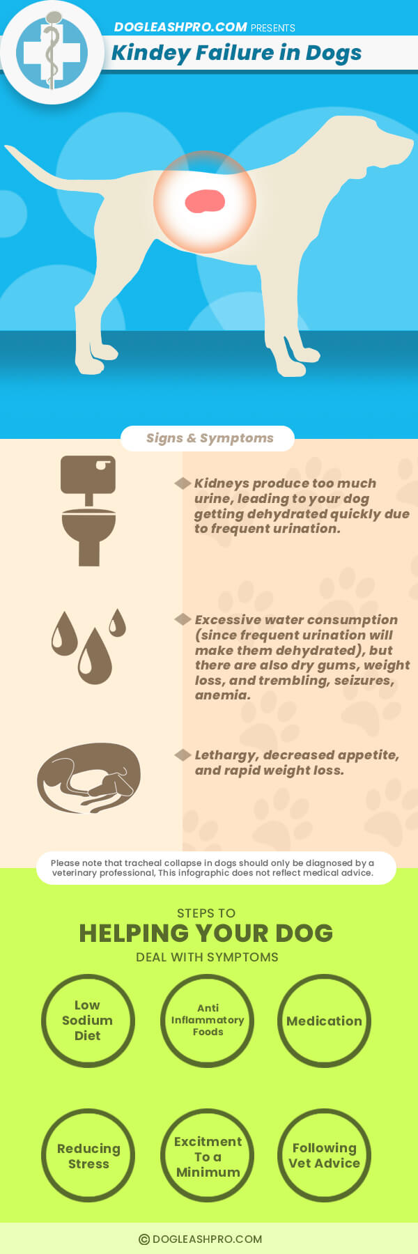 Infographic about Dog Kidney Failure and Disease