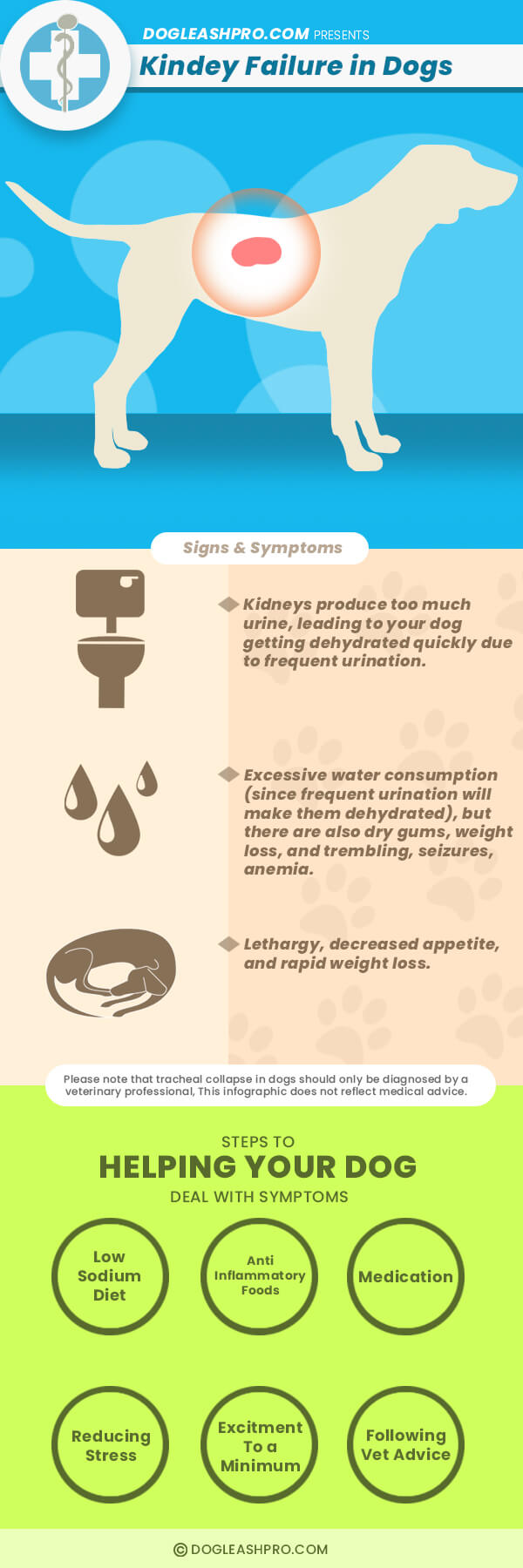 can dehydration cause kidney failure in dogs